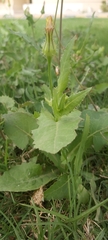 Urospermum picroides