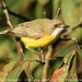 White-throated Gerygone - Photo (c) Tom Tarrant, some rights reserved (CC BY-NC-SA)