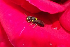 Hylaeus honestus