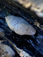 Deroceras reticulatum