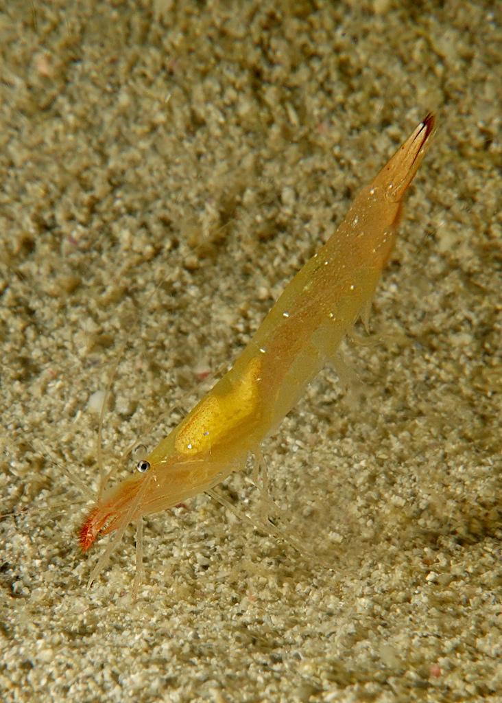 Japanese night shrimp