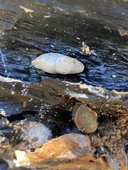 Deroceras reticulatum