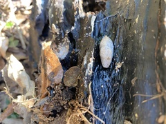 Deroceras reticulatum