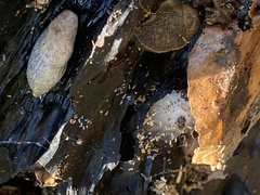 Deroceras reticulatum