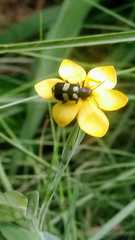 Astylus sexmaculatus