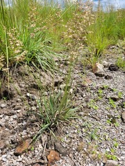 Eragrostis racemosa