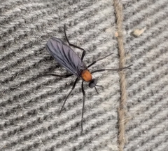 Plecia ruficollis