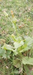 Urospermum picroides