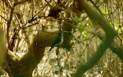 Pachycephala cinerea