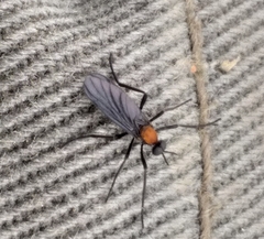Plecia ruficollis