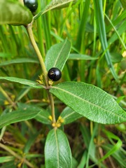 Fadogia stenophylla