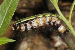 Dysschema leucophaea