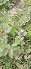 Sonchus oleraceus