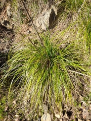 Ampelodesmos mauritanicus