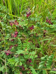 Indigofera sutherlandoides