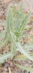Launaea mucronata