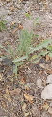 Launaea mucronata