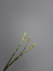 Casuarina equisetifolia equisetifolia