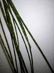 Casuarina equisetifolia equisetifolia