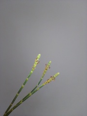 Casuarina equisetifolia equisetifolia