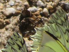 Heterusia
