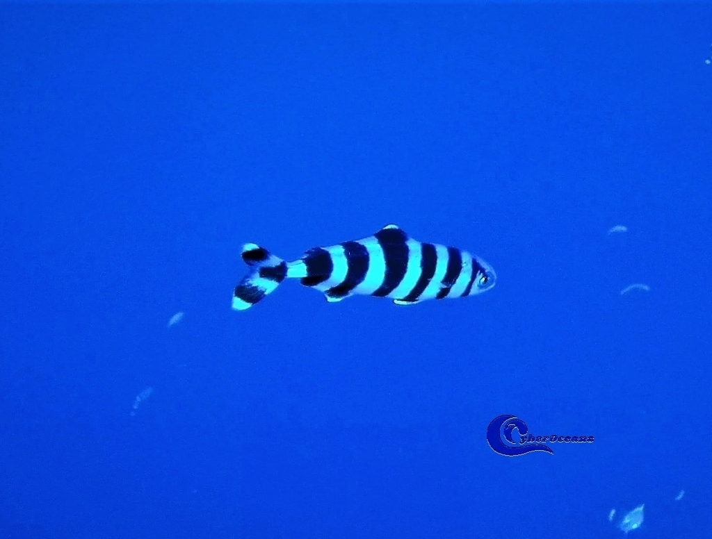 Pilotfish (Naucrates ductor) · iNaturalist