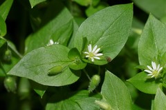 Stellaria media