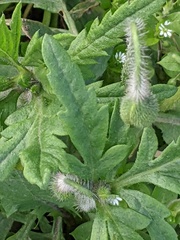 Papaver