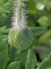 Papaver
