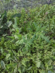 Papaver