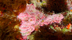 Lithophyllum stictaeforme