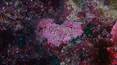 Lithophyllum stictaeforme