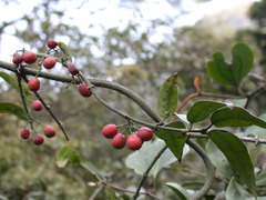 Gardneria multiflora