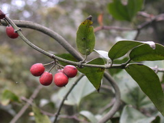 Gardneria multiflora