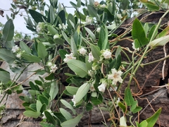 Araujia sericifera