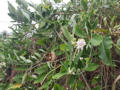 Araujia sericifera