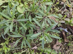 Senecio inaequidens