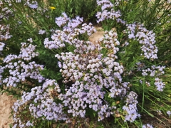 Chromolaena hirsuta