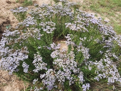 Chromolaena hirsuta