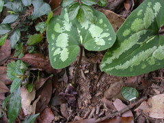 Asarum macranthum