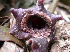 Asarum macranthum