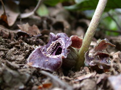 Asarum macranthum