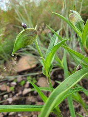 Commelina schweinfurthii