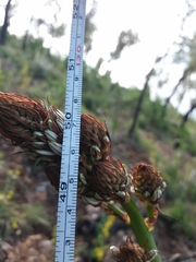 Asphodelus lusitanicus