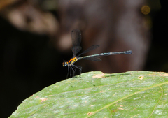 Austroargiolestes aureus