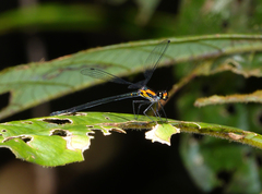 Austroargiolestes aureus