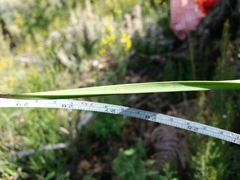 Asphodelus lusitanicus