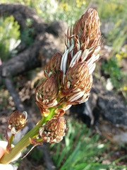 Asphodelus lusitanicus