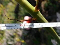 Asphodelus lusitanicus