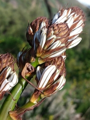 Asphodelus lusitanicus